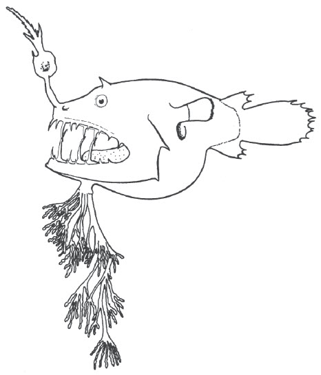 Familia Linophrynidae_claves.jpg